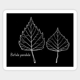 Silver birch Sticker